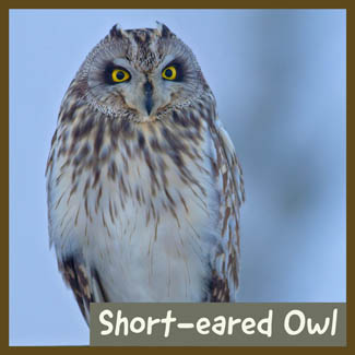 Short-eared Owl